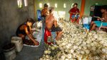 Internet Bikin Bisnis Gula Aren di Halut Makin Tokcer