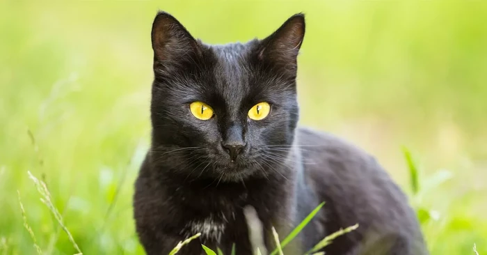 Kucing Bombay yang mirip seperti panther versi kecil
