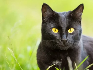 Kucing Bombay Punya Bentuk Mirip Panther, Ini Ciri Khasnya