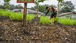 Menyaring Sampah Ciliwung Berbuah Kompos dan RDF