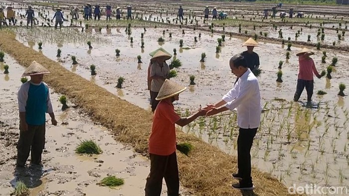Presiden Jokowi meninjau tanam padi di Kesesi Pekalongan, Rabu (13/12/2023)