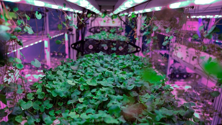 Interstellar Lab founder and CEO Barbara Belvisi poses inside a BioPod module, a high-tech greenhouse controlled by artificial intelligence designed to grow plants and develop agriculture, to fight against climate change and in preparation for future life on Mars, at Interstellar Lab in Ivry-sur-Seine near Paris, France, November 27, 2023. REUTERS/Gonzalo Fuentes     TPX IMAGES OF THE DAY
