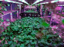 Simulasi Kebun Masa Depan Saat Manusia Tinggal di Mars