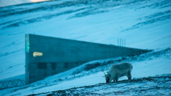 Svalbard Global Seed Vault atau Gudang Kiamat adalah tempat menyimpan benih dan bibit untuk menjaga warisan pertanian dunia. Foto: Global Crop Diversity Trust