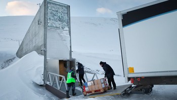Svalbard berjarak lebih dari 800 mil dari Kutub Utara, dan bank benih berada jauh di dalam lereng gunung, hampir 430 kaki di atas permukaan laut. Aksesnya merupakan tantangan bahkan bagi para ilmuwan dan teknisi yang memelihara fasilitas tersebut, sehingga memerlukan perencanaan yang cermat dan transportasi khusus. Foto: CropTrust.org