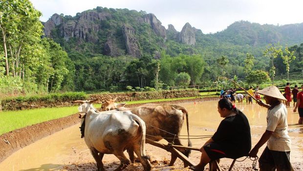 Aktivitas wisata di desa Nglanggeran