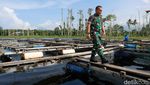 Genjot Ekonomi, TNI di Tobelo Bantu Kembangkan Keramba Ikan Tawar