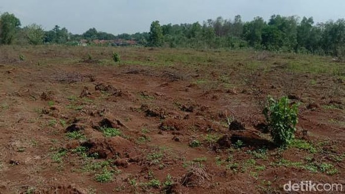 Kondisi terkini lahan kebun singkong milik Sobur yang dicuri orang.