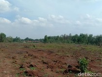 Merananya Sobur Kala 60 Ton Singkong Siap Panen Lenyap Dicuri