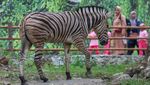 Melihat Unta hingga Zebra di Kebun Binatang Solo Safari