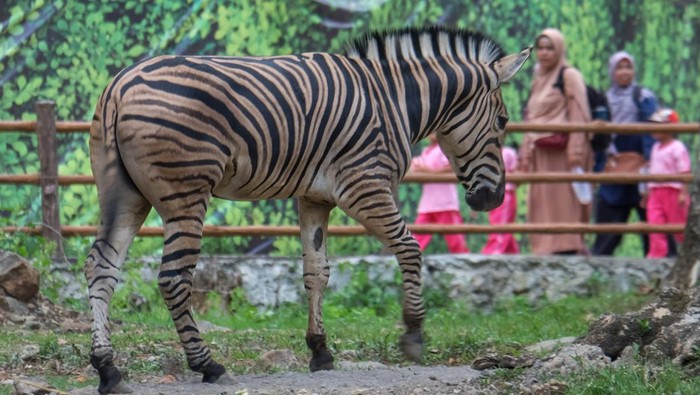 Pawang satwa menampikan atraksi gajah Solo Safari di Solo, Jawa Tengah, Kamis (14/12/2023). Kementerian Pariwisata dan Ekonomi Kreatif (Kemenparekraf) menargetkan 9,5-14,3 juta kunjungan wisatawan mancanegara (wisman) ke Indonesia pada 2024 dengan konsep pariwisata hijau, selain juga sebanyak 1,25 miliar perjalanan dan 1,5 miliar pergerakan wisatawan nusantara. ANTARAFOTO/Maulana Surya/aww.