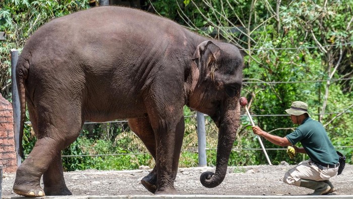 Melihat Unta hingga Zebra di Kebun Binatang Solo Safari Pawang satwa menampikan atraksi gajah Solo Safari di Solo, Jawa Tengah, Kamis (14/12/2023). Kementerian Pariwisata dan Ekonomi Kreatif (Kemenparekraf) menargetkan 9,5-14,3 juta kunjungan wisatawan mancanegara (wisman) ke Indonesia pada 2024 dengan konsep pariwisata hijau, selain juga sebanyak 1,25 miliar perjalanan dan 1,5 miliar pergerakan wisatawan nusantara. ANTARAFOTO/Maulana Surya/aww.
