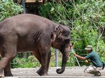 2 Gajah di Solo Safari Mati dalam 3 Bulan, BKSDA Gelar Pemeriksaan