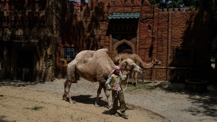 Pawang satwa menampikan atraksi gajah Solo Safari di Solo, Jawa Tengah, Kamis (14/12/2023). Kementerian Pariwisata dan Ekonomi Kreatif (Kemenparekraf) menargetkan 9,5-14,3 juta kunjungan wisatawan mancanegara (wisman) ke Indonesia pada 2024 dengan konsep pariwisata hijau, selain juga sebanyak 1,25 miliar perjalanan dan 1,5 miliar pergerakan wisatawan nusantara. ANTARAFOTO/Maulana Surya/aww.