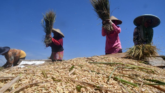 Petani memanen padi organik di Agro Eduwisata Organik (Aewo) Mulyaharja, Kota Bogor, Jawa Barat, Kamis (14/12/2023). Menteri Pertanian Andi Amran Sulaiman mengatakan padi organik bisa menjadi salah satu alternatif untuk memenuhi ketersediaan pangan di tengah krisis pangan dunia akibat dampak perubahan iklim. ANTARA FOTO/Arif Firmansyah/aww.