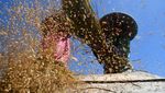 Padi Organik Jadi Alternatif Atasi Krisis Pangan
