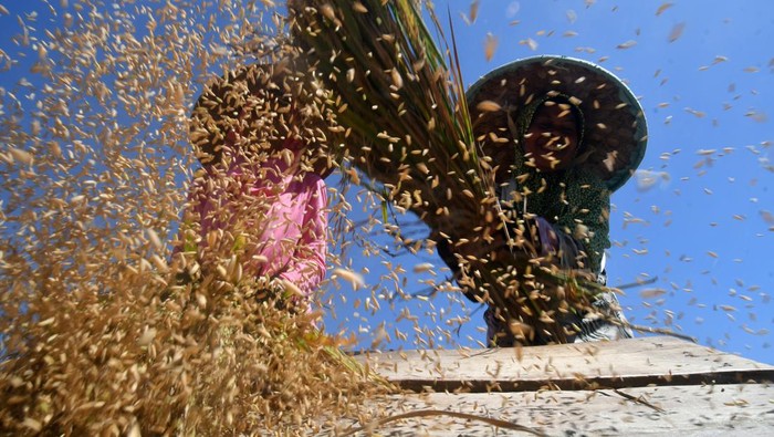 Padi Organik Jadi Alternatif Atasi Krisis Pangan Petani memanen padi organik di Agro Eduwisata Organik (Aewo) Mulyaharja, Kota Bogor, Jawa Barat, Kamis (14/12/2023). Menteri Pertanian Andi Amran Sulaiman mengatakan padi organik bisa menjadi salah satu alternatif untuk memenuhi ketersediaan pangan di tengah krisis pangan dunia akibat dampak perubahan iklim. ANTARA FOTO/Arif Firmansyah/aww.