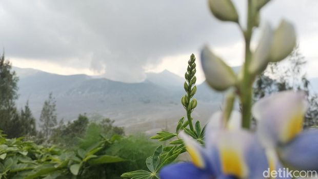 Pantauan Gunung Bromo dari Pos Pantau PVMBG.