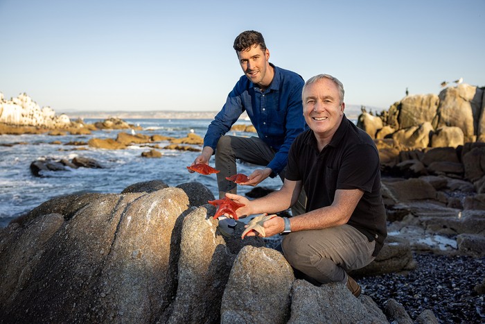 Peneliti Laurent Formery (kiri) and profesor biologi Stanford University Christopher Lowe meneliti letak kepala bintang laut.
