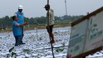 Peningkatan Kebutuhan Listrik Sektor Agrikultur