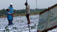 PT PLN (pesero) UP3 Banyuwangi UID Jawa Timur mencatat pada tahun 2023 telah melayani sekitar sekitar 20 ribu pelaggan sektor agrikultur atau meningkat 17 persen dibandingkan tahun sebelumnya. 