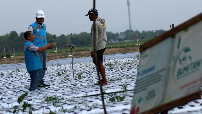 Peningkatan kebutuhan listrik sektor agrikultur Petugas PLN berbincang dengan petani di lahan pertanian bawang merah di Tegaldelimo, Bayuwangi, Jawa Timur, Rabu (13/12/2023) PT PLN (pesero) UP3 Banyuwangi UID Jawa Timur mencatat pada tahun 2023 telah melayani sekitar sekitar 20 ribu pelaggan sektor agrikultur atau meningkat 17 persen dibandingkan tahun sebelumnya. ANTARA FOTO/Budi Candra Setya/Spt.