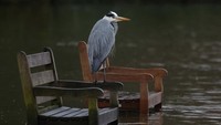 Seekor bangau duduk di kursi yang terendam akibat luapan Sungai Thames.  