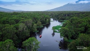 Ini Rawa Bento, yang Tertinggi di Sumatera