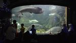 Destinasi Libur Nataru di Sea World Ancol