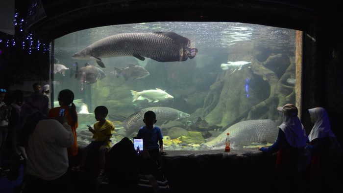 Pengunjung mengamati ikan hiu di akuarium Sea World Ancol, di Jakarta Utara, Kamis (14/12/2023). Tempat wisata edukasi, hiburan, dan konservasi tersebut menampilkan 11.500 ekor biota laut dan 7.300 ekor biota air tawar yang dapat dinikmati melalui akuarium. ANTARA FOTO/Iggoy el Fitra/aww.