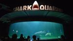 Destinasi Libur Nataru di Sea World Ancol