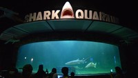 Nah, Sea World Ancol bisa menjadi salah satu pilihan Anda untuk rekreasi bersama keluarga di libur Nataru.