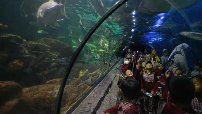 Pengunjung mengamati ikan hiu di akuarium Sea World Ancol, di Jakarta Utara, Kamis (14/12/2023). Tempat wisata edukasi, hiburan, dan konservasi tersebut menampilkan 11.500 ekor biota laut dan 7.300 ekor biota air tawar yang dapat dinikmati melalui akuarium. ANTARA FOTO/Iggoy el Fitra/aww.