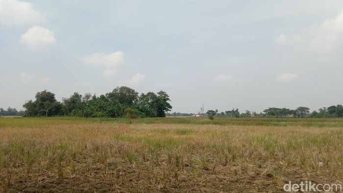 Area lahan di Kabupaten Indramayu