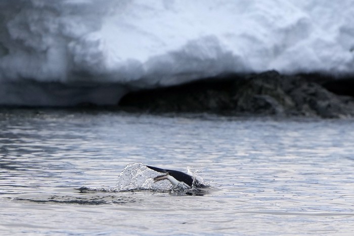 Penguins stand near the Chilean OHiggins base in Antarctica, Friday, Nov. 24, 2023. (AP Photo/Jorge Saenz)