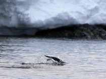 Benarkah Es Kutub yang Mencair Bisa Mengubah Rotasi Bumi? Ini Kata Peneliti