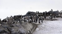 Studi ini mengungkap hingga 70 persen penguin kaisar di Antartika terancam punah pada 2050 jika tingkat kehilangan es laut saat ini terus berlanjut.  