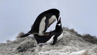 Keberadaan es di laut sangat berpengaruh bagi penguin. Selain untuk mencari sumber makanan, keberadaan es juga mempengaruhi musim kawin penguin.  