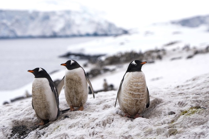 Penguins stand near the Chilean OHiggins base in Antarctica, Friday, Nov. 24, 2023. (AP Photo/Jorge Saenz)
