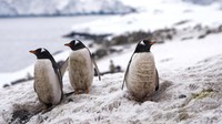 Penguin di Antartika nasibnya di ujung tanduk, hal itu diungkap dalam sebuah studi yang terbit beberapa waktu lalu seperti dikutip CNN Indonesia, Jumat (15/12/2023).