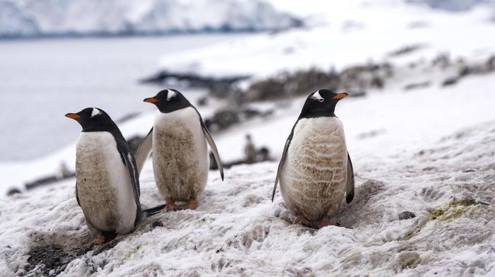 Penguins stand near the Chilean O'Higgins base in Antarctica, Friday, Nov. 24, 2023. (AP Photo/Jorge Saenz)