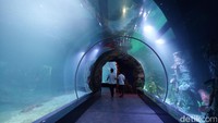 Nah, karena masih soft opening jadi masih ada sebagian akuarium yang belum ada penghuninya. Begitu juga dengan tunnel yang diklaim terbesar di Asia Tenggara ini, masih berupa air saja.