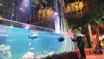Foto: BXsea, Akuarium Indoor di Tangsel dengan Tunnel Terbesar di Asia Tenggara