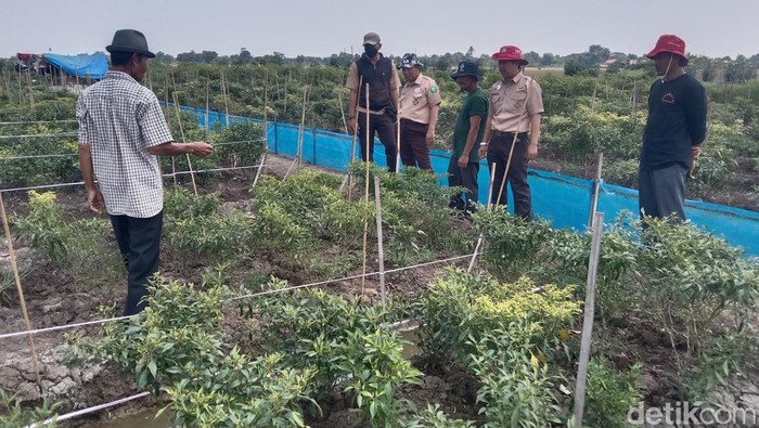 DKPP Indramayu meninjau kebun cabai yang diserang penyakit virus kuning