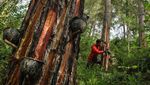 Begini Lho Cara Menyadap Getah Pinus