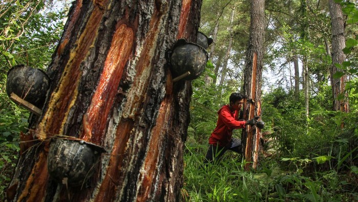 Seorang pekerja mengumpulkan getah pinus di Desa Salu Dewata, Kabupaten Enrekang, Sulawesi Selatan, Jumat (15/12/2023). Getah pinus merupakan salah satu dari 21 komoditas dalam peta jalan Hilirisasi Investasi Strategis (HIS) yang disusun oleh Kementerian Investasi atau BKPM dengan total nilai investasi untuk hilirisasi semua komoditas  mencapai 545,3 miliar dolar AS hingga 2040. ANTARA FOTO/Arnas Padda/wpa.