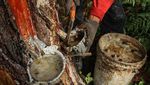 Begini Lho Cara Menyadap Getah Pinus