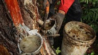 Getah pinus merupakan salah satu dari 21 komoditas dalam peta jalan Hilirisasi Investasi Strategis (HIS) yang disusun oleh Kementerian Investasi atau BKPM.  