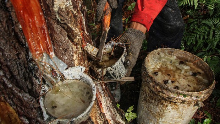 Getah pinus masuk peta jalan Hilirisasi Investasi Strategis Seorang pekerja mengumpulkan getah pinus di Desa Salu Dewata, Kabupaten Enrekang, Sulawesi Selatan, Jumat (15/12/2023). Getah pinus merupakan salah satu dari 21 komoditas dalam peta jalan Hilirisasi Investasi Strategis (HIS) yang disusun oleh Kementerian Investasi atau BKPM dengan total nilai investasi untuk hilirisasi semua komoditas mencapai 545,3 miliar dolar AS hingga 2040. ANTARA FOTO/Arnas Padda/wpa.