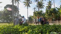 Bahkan Tobelo kini juga menjadi kota interkoneksi dari proyek Palapa Ring sehingga bisa melayani 4 kota layanan sekitar. Kehadiran infrastruktur telekomunikasi dari BAKTI Kominfo memang bertujuan untuk mengembangkan jaringan di wilayah 3T di Indonesia. Dengan begitu, diharapkan bisa membangkitkan potensi wisata, ekonomi, pendidikan, dan sektor lainnya sehingga masyarakat bisa merasakan manfaat kemudahan dari internet.
